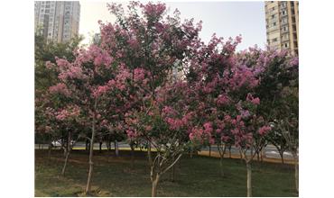 夏秋季節(jié)，錫城首次驚現(xiàn)紫薇花開美景